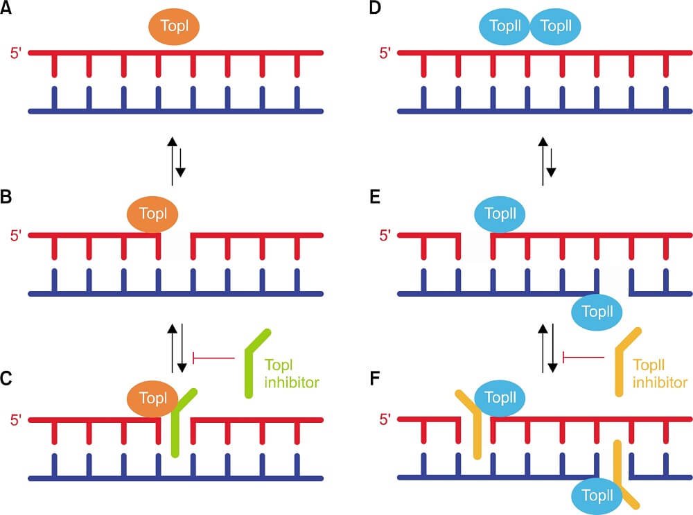 topoisomerase I and topoisomerase II